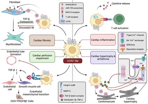 Biomedicines Free Full Text Role Of Ccr2 Positive Macrophages In Pathological Ventricular