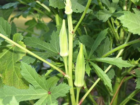 Okra Home And Garden Information Center