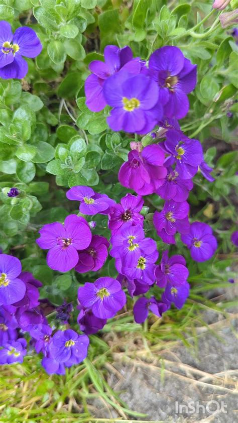 Purple rock cress