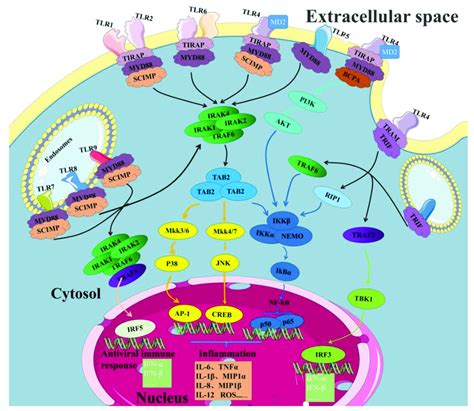 Tlr Signaling Pathway Tlrs Can Be Expressed On The Surface Of Cells Or