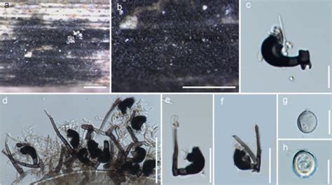 Zygosporium Facesoffungi Number FoF 03761 Faces Of Fungi