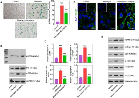 Frontiers Lacidipine Ameliorates The Endothelial Senescence And