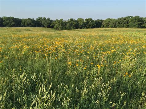 hay meadow with yellow flowers_web | The Volland Foundation