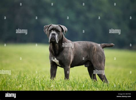 Standing Cane Corso Stock Photo Alamy