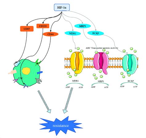 HIF 1α mediated stemness and drug resistance On the one hand HIF 1α