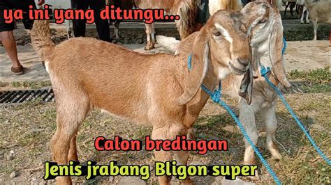 Update Harga Kambing Calon Bredingan Jenis Jrabang Bligon Super Youtube