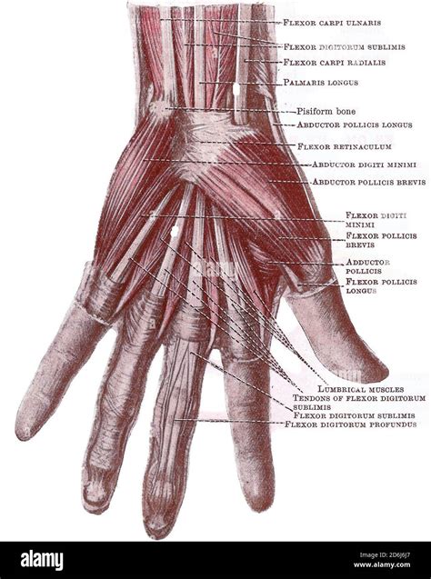 Superficial Dissection Of Human Hand Cut Out Stock Images Pictures