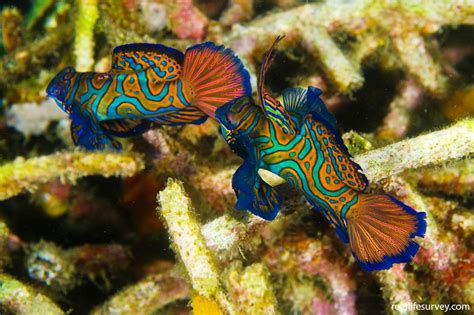 Synchiropus splendidus - Mandarinfish | Reef Life Survey