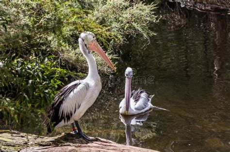 Parque Australiano Dos Pel Canos Grandes De Las Aves Acu Ticas Foto De