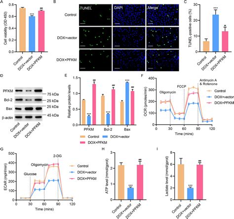 Pfkm Upregulation Inhibited Dox Induced Cell Apoptosis And