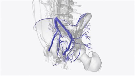 Premium Photo The Veins Of The Pelvis Include The Internal Iliac Veins