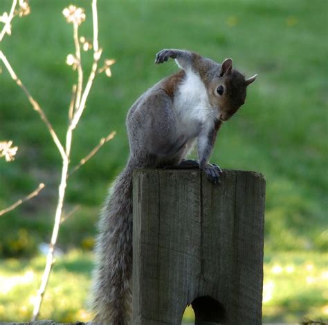 Karate Squirrel by jmarie1210 on DeviantArt