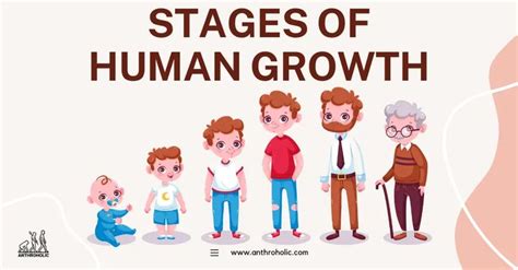 The Stages Of Human Growth Represent An Intricate Interplay Of