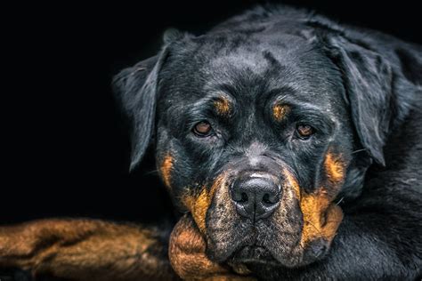 Todo Sobre El Perro Rottweiler Precios Tipos Carácter Cuidados Alimentación Fotos Videos