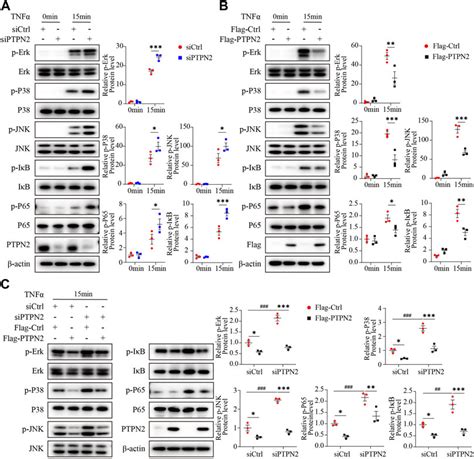 Frontiers Ptpn Targets Tak For Dephosphorylation To Improve