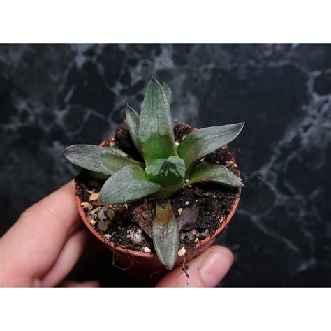 Haworthia Pygmaea Mutant Ice City