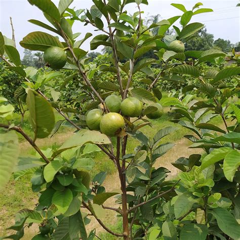 Golden 8 Guava Plant for Sale | UnboxGreen