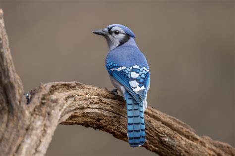 The Peer Of The Blue Jay Enchanted By The Wild