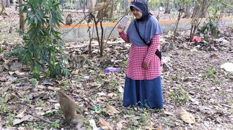 Kemarau Bikin Monyet Di Hutan Blora Turun Ke Jalan Demi Makanan