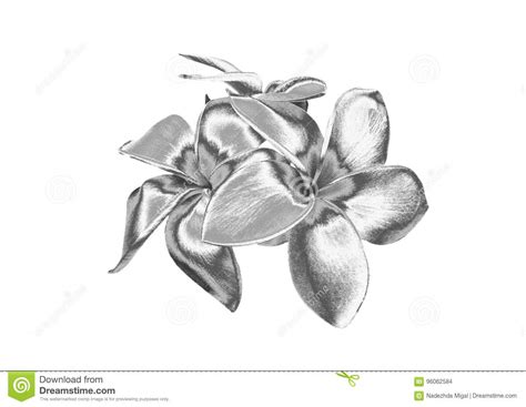 Silver Flower Stock Photo Image Of Tulips Silver Beauty 96062584