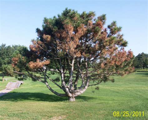 The Crows Nest A Unique Pine Tree