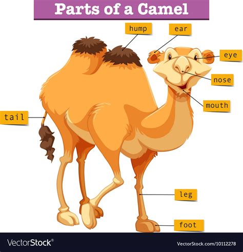 Top 100+ Pictures The Camel Is The National Animal Of Which Country Superb