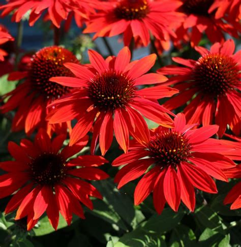 Echinacea Sombrero Sangrita Farmyard Nurseries