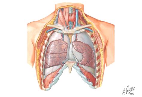 Lobes Diagram | Quizlet