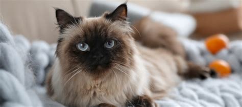 Balinese Cat Nutrition And Diet Everything A New Owner Should Know