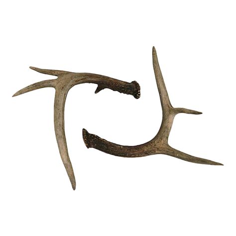 Naturally Shed Deer Antlers | Chairish