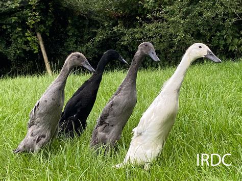 Indian Runner Duck Club | Photos of Exhibition Colours of Indian Runners