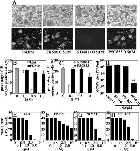 The Inhibitory Effect Of Cs On Mcmv Replication Is Independent Of