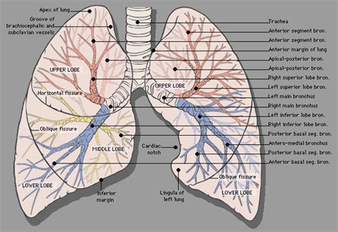 lungs diagram to label