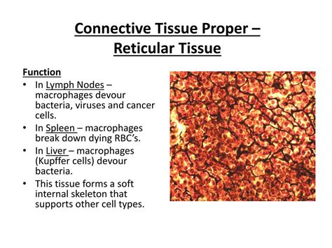 PPT - Histology 2 – Connective Tissue PowerPoint Presentation, free ...