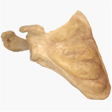 3d Scapula Anatomy