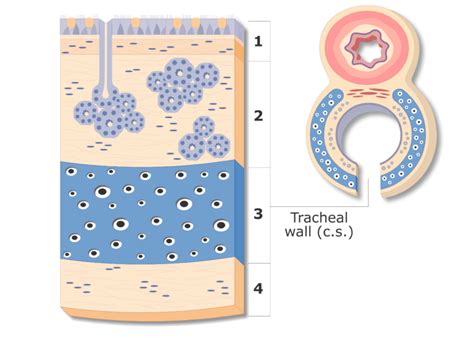 Trachea Anatomy Structure Function And Labeled Diagram Getbodysmart