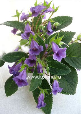 Тидея фиолетовая б\н