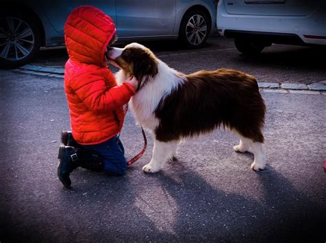 Chien Berger Am Ricain Miniature Professeur Chen Du Royaume Des