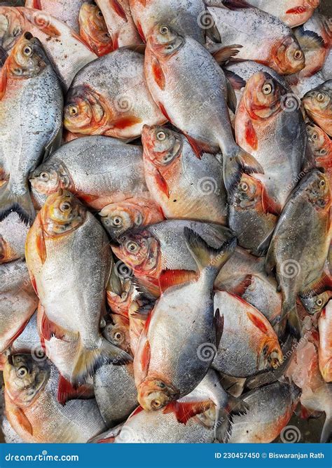 Pile of Pacu Roopchandi Fish on Ground in Indian Fish Market ...