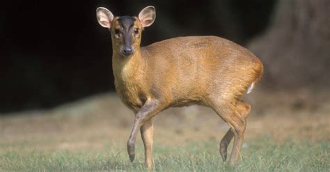 Everything You Want To Know About Muntjac Deer Face Scent Glands A Z