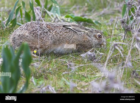 Granada Ibérico Liebre Lepus granatensis merodeando en la vegetación