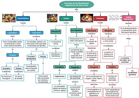 Biomoléculas Orgánicas - Funciones de las Biomoléculas Orgánicas en los ...