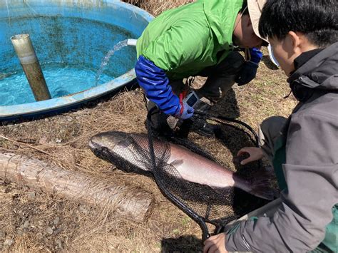 幌加内高校ですが何か？【公式】 On Twitter 本日一年生は地域探求の授業で希少な淡水魚「イトウ」の採卵を行なってます。 北海道大学