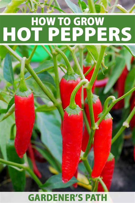 How To Plant And Grow Hot Peppers Gardeners Path