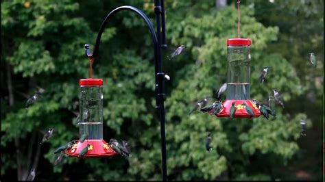 Large Hummingbird Swarm Feeding Frenzy Hundreds More Than 40 Per