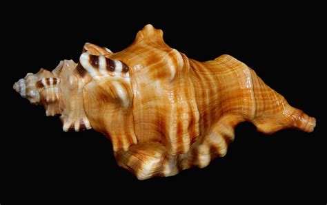 Gallery of Shells Collection 6