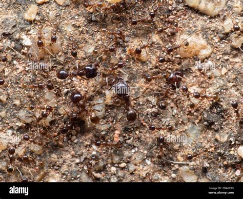 Macro Photography Of Group Of Soldier Big Headed Ant With Worker Ants