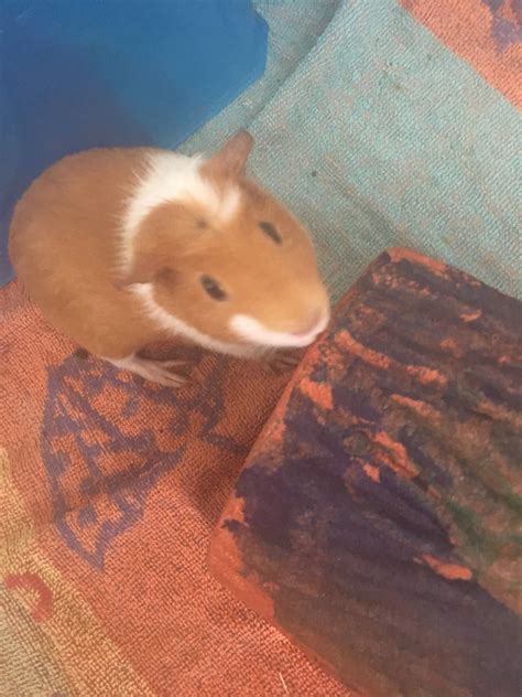 Abyssinian Guinea Pig Rodents For Sale Fort Wayne IN 302278