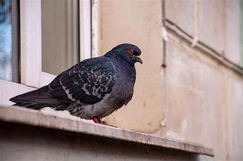 Consejos Para Mantener Alejadas A Las Palomas Del Balc N Trucos