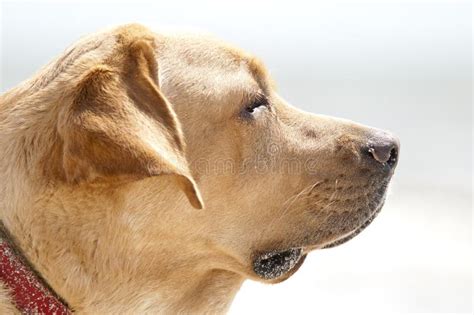 Labrador Omhooggaand Van Het Labradorportret Dicht Slechts Hoofdgewas